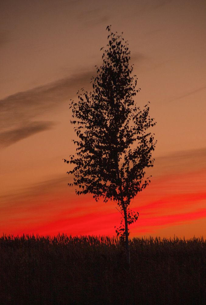 Photograph by Елена Хворостянская