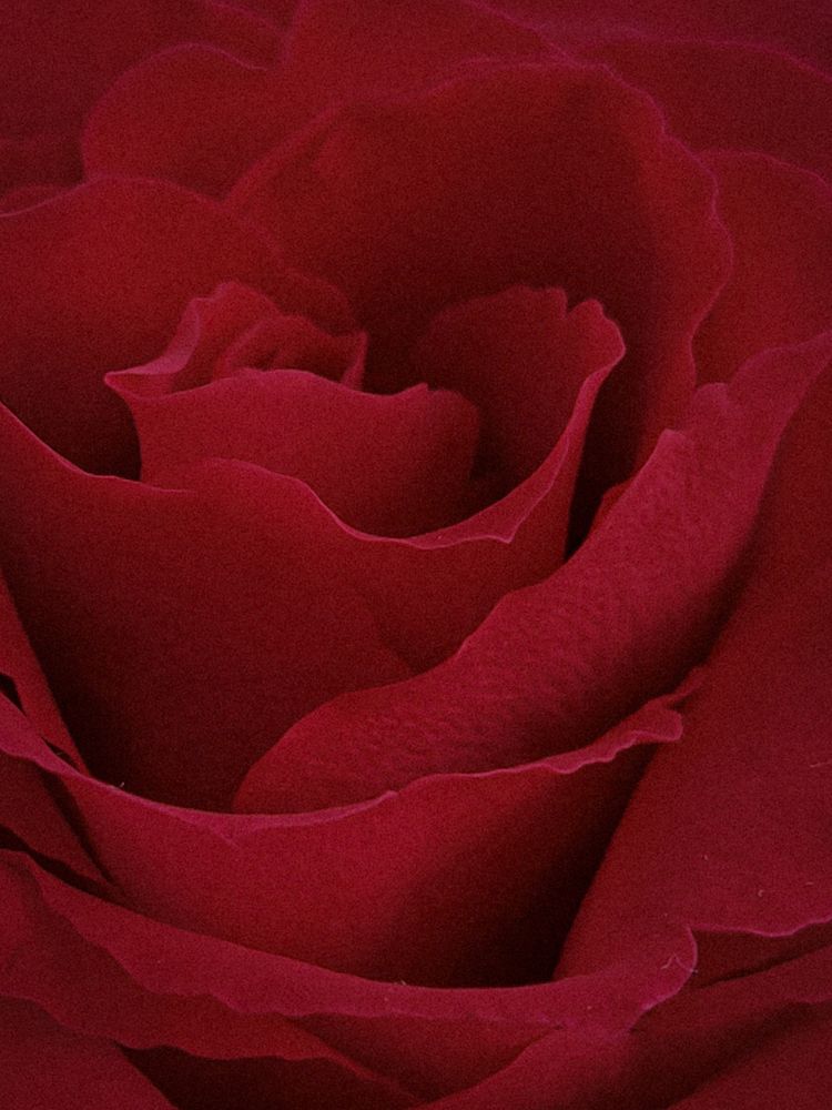 Photograph by Зульфия Вакилова