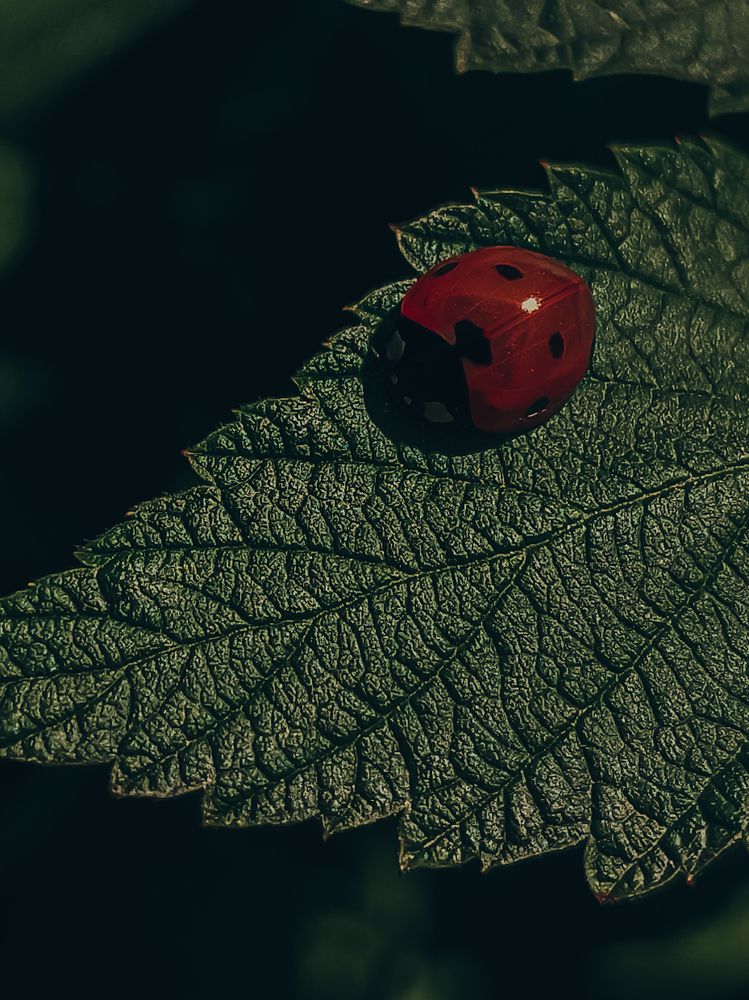Photograph by Зульфия Вакилова