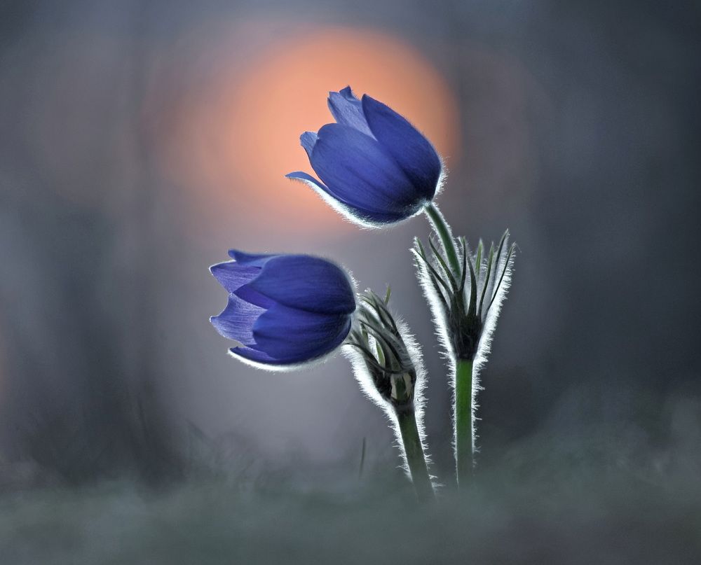 Photograph by Александр Гвоздь