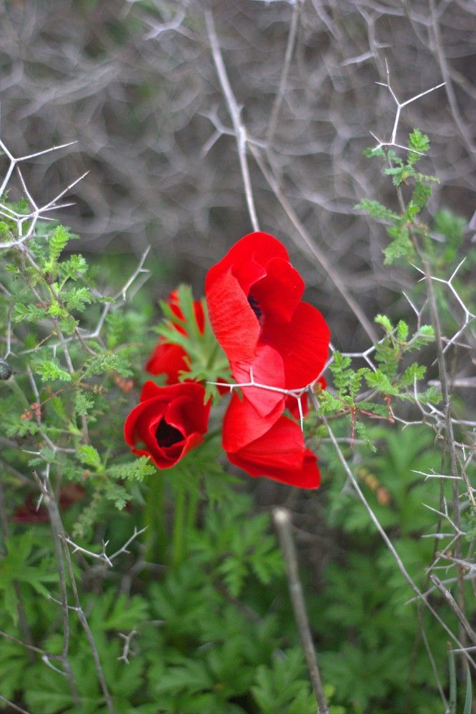 Photograph by Mikhail Levin