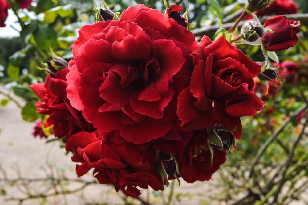 Photograph by Елена