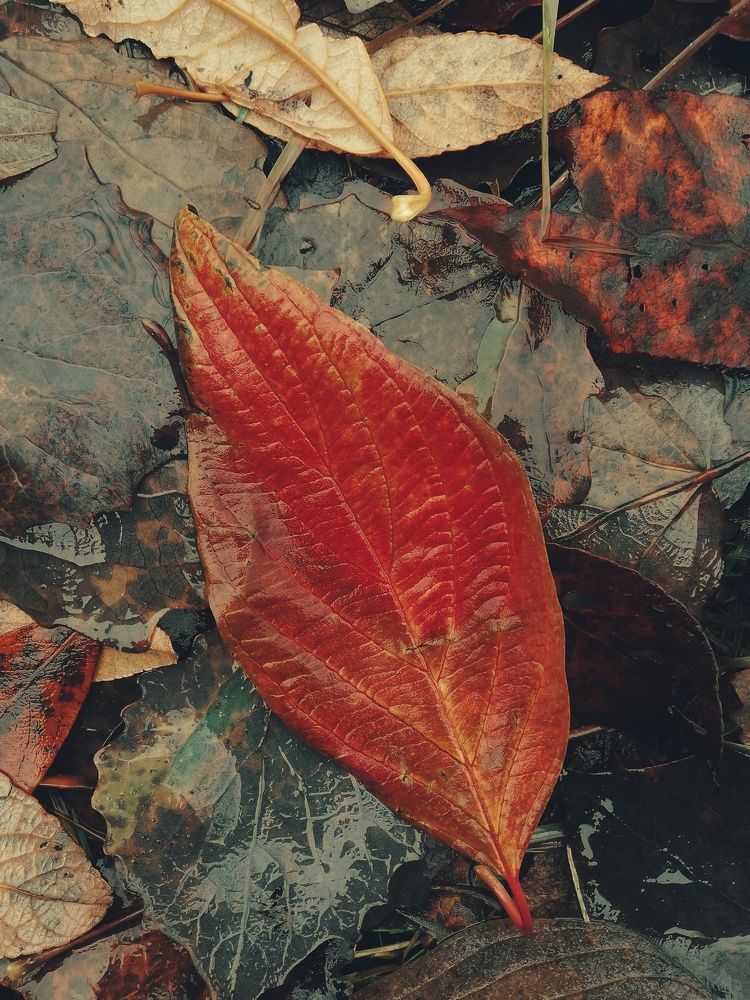 Photograph by Татьяна Смирнова