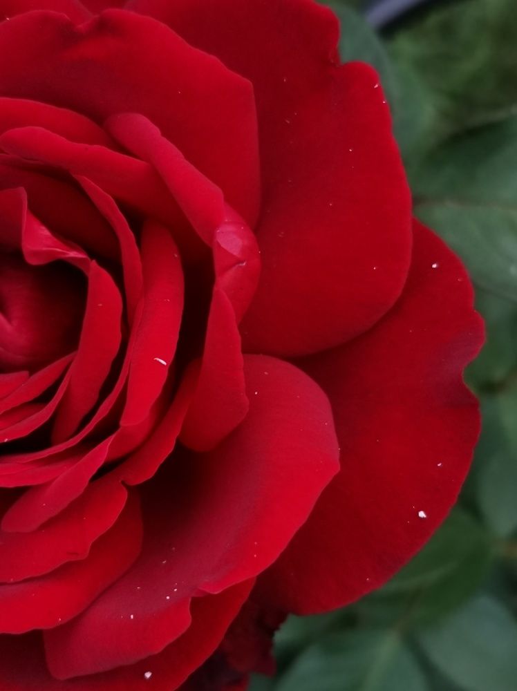 Photograph by Ольга Мажарук