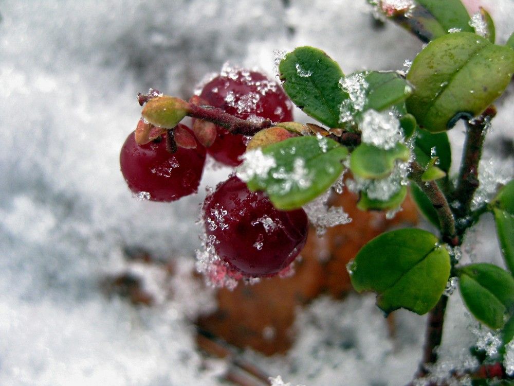 Фотография автора Марина Горбулина