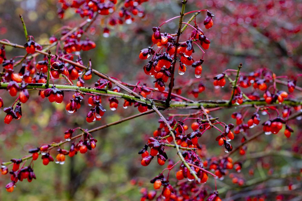 Фотография автора Edīte Ogorodnikova