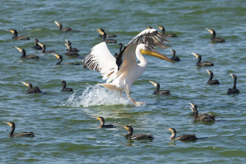 Photograph by klara Neikov