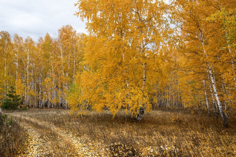 Осенний лес