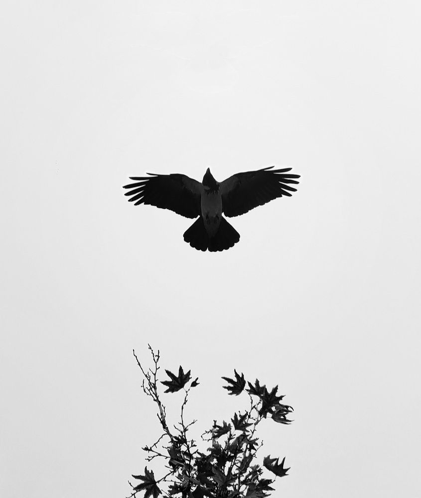 Фотография автора Mohammad Mohseni