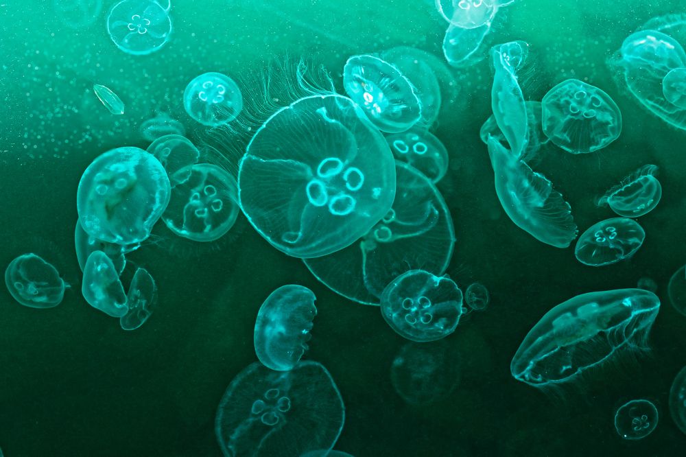 Photograph by Вячеслав Ват