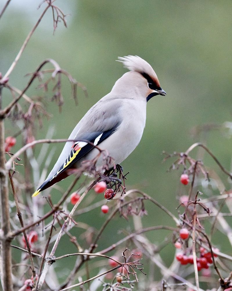 Прилетели свиристели!