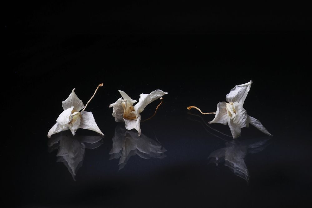 Лебединое озеро...