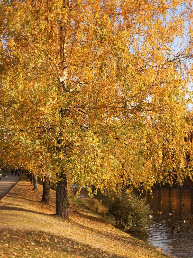 Photograph by Катерина Пристрем