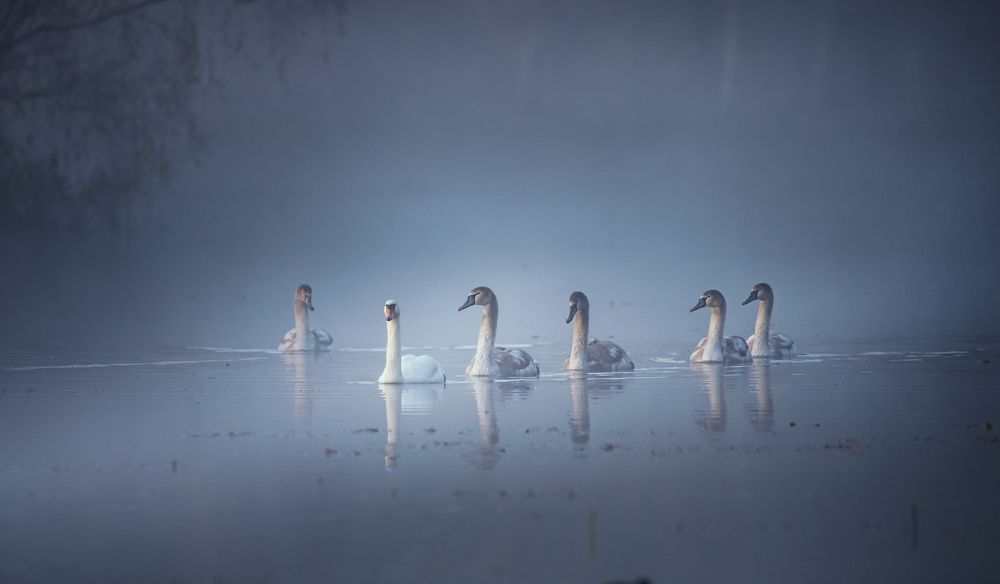 Фотография автора NIghtdream