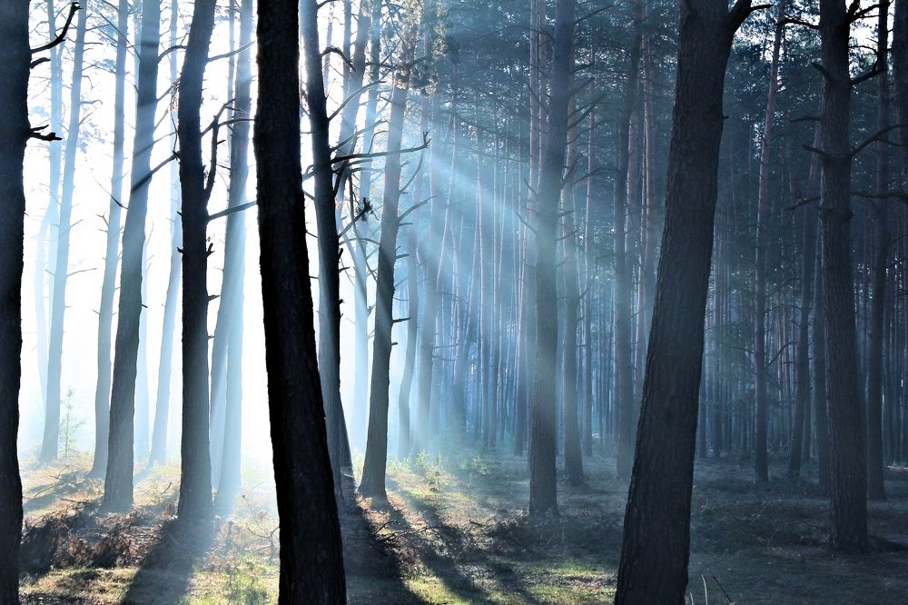 Утро в заповедном лесу