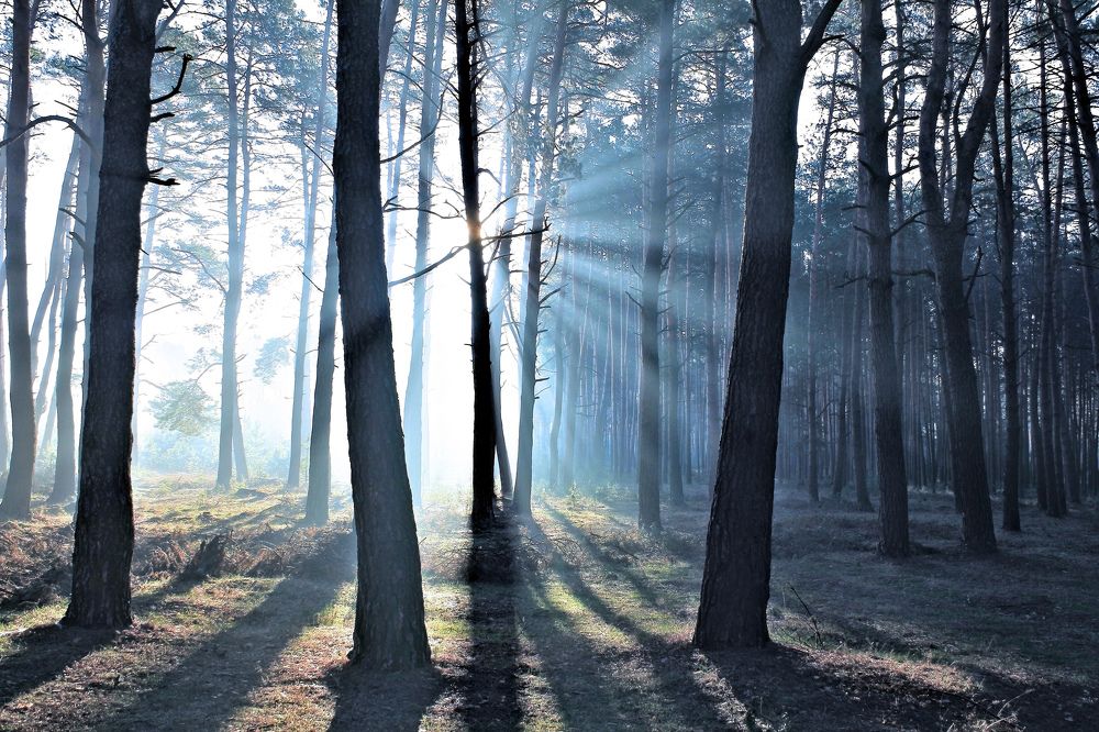 Лучиком надежды