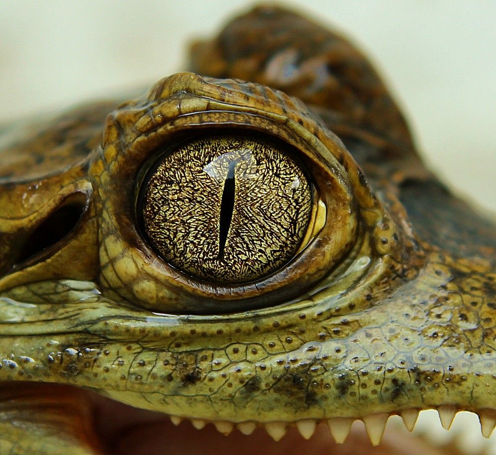 Photograph by Felix Jose Cafarelli