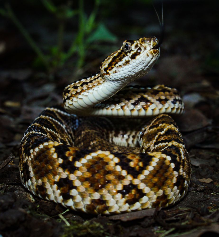 Photograph by Felix Jose Cafarelli