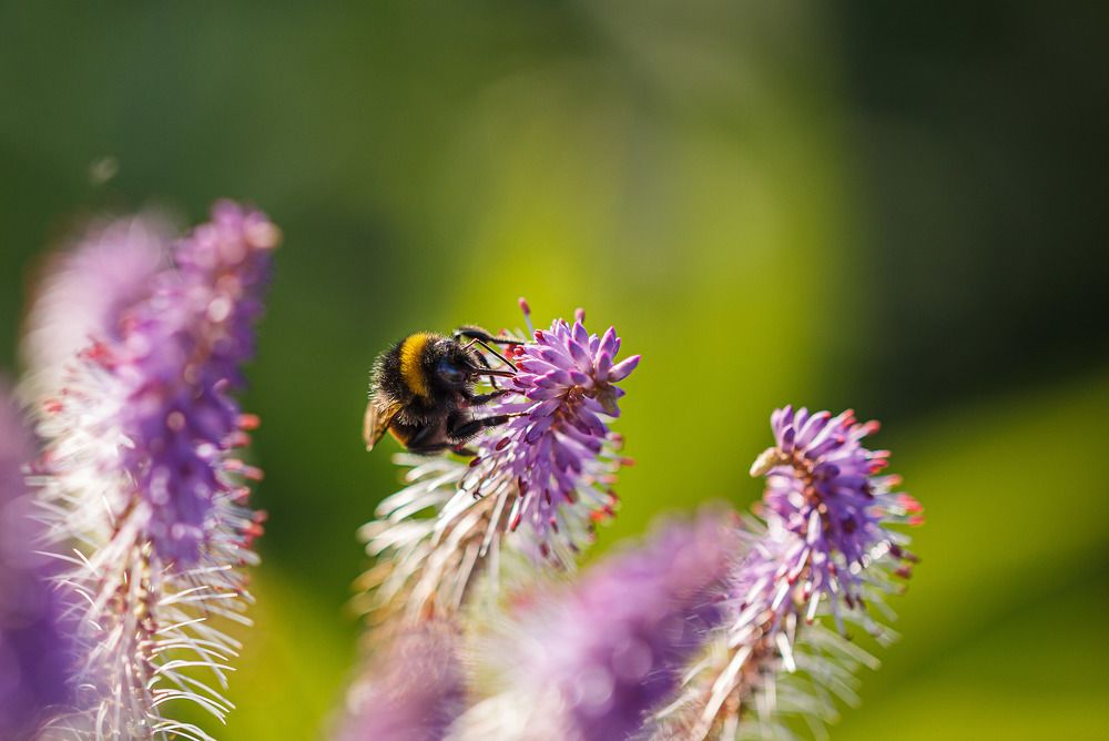 Последний нектар
