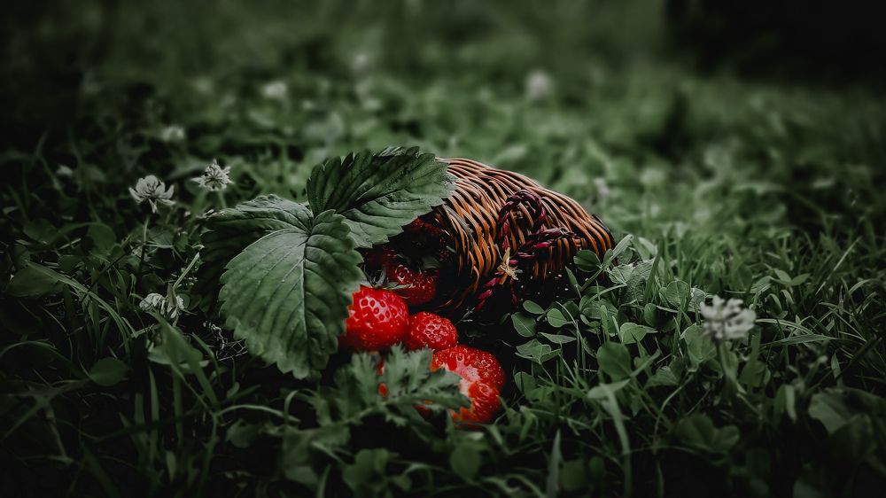 Photograph by Дина Чаица