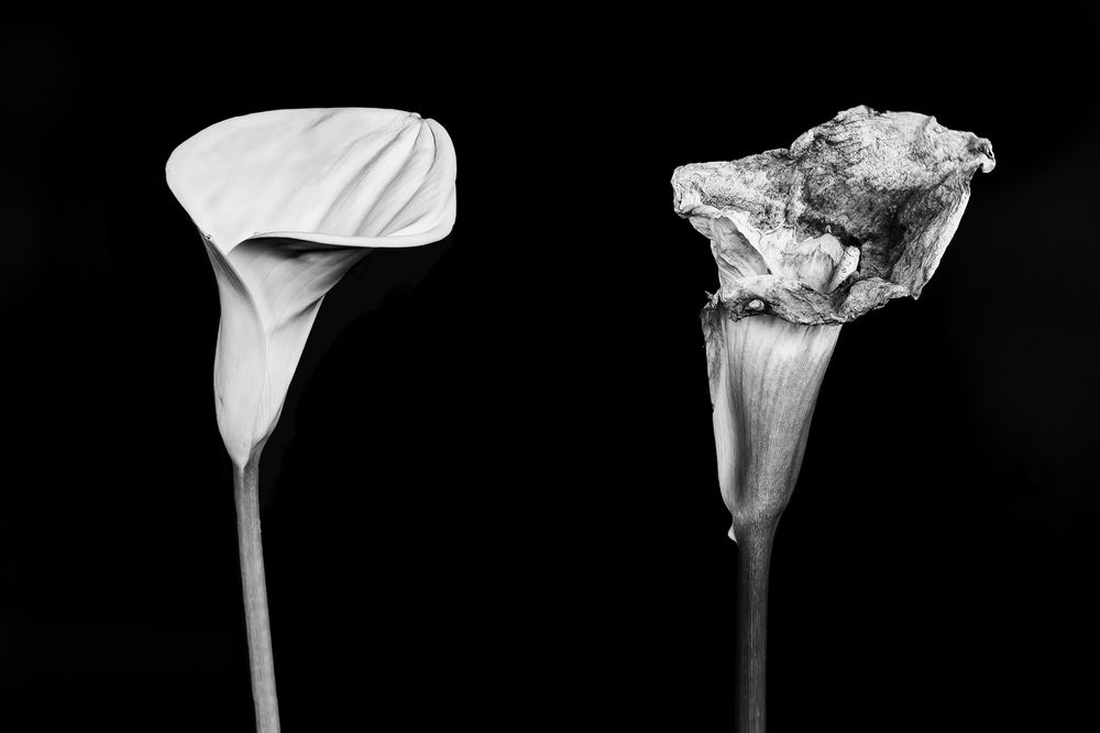 Photograph by Silvia Marcos