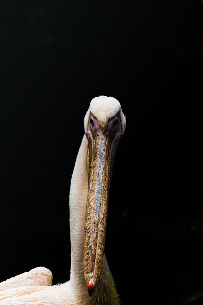 Photograph by Pritam Mandal