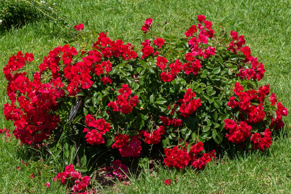 Photograph by Ляйсан Загидуллина