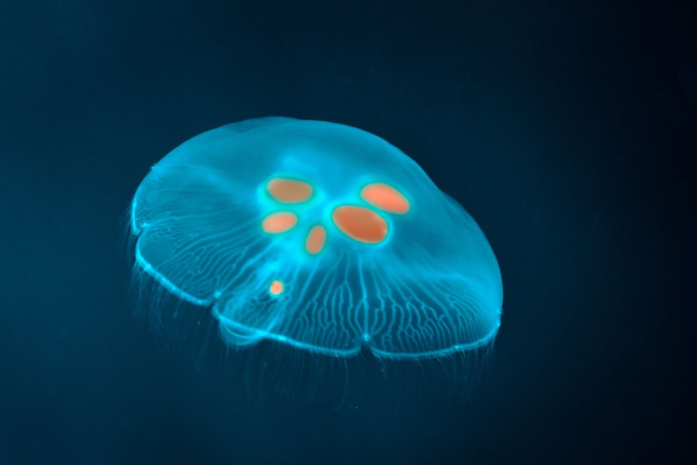 Photograph by Ковалёв Игорь