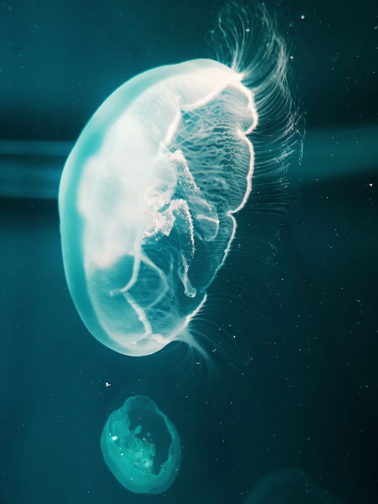 Photograph by Alex Orlov