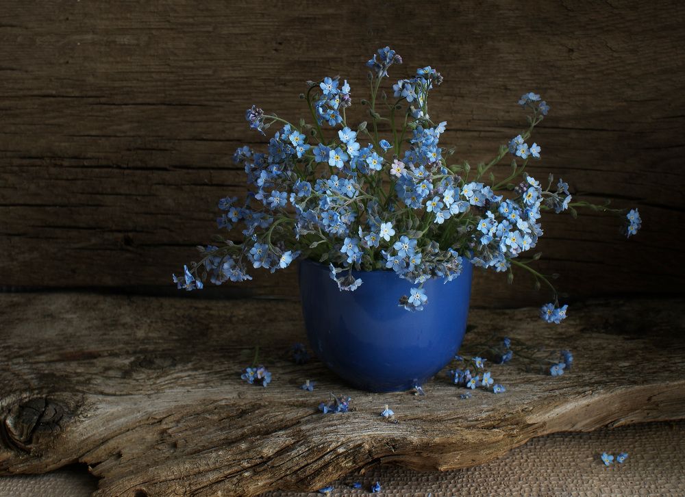 Незабудки а синей чашечке.
