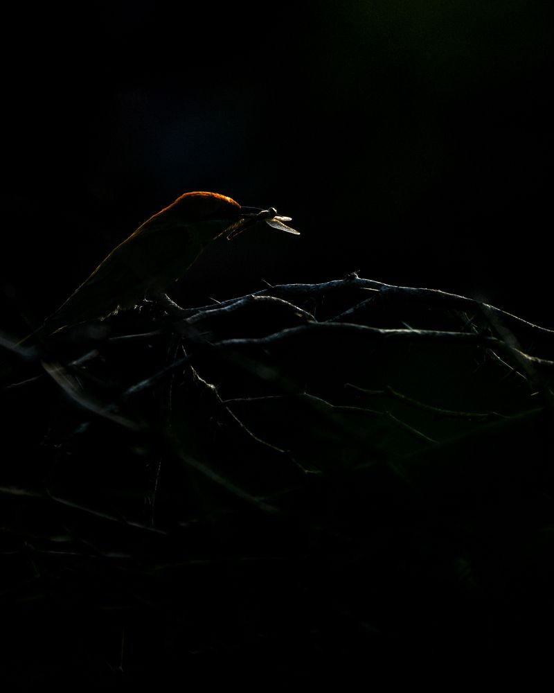 Photograph by Visveswar VK