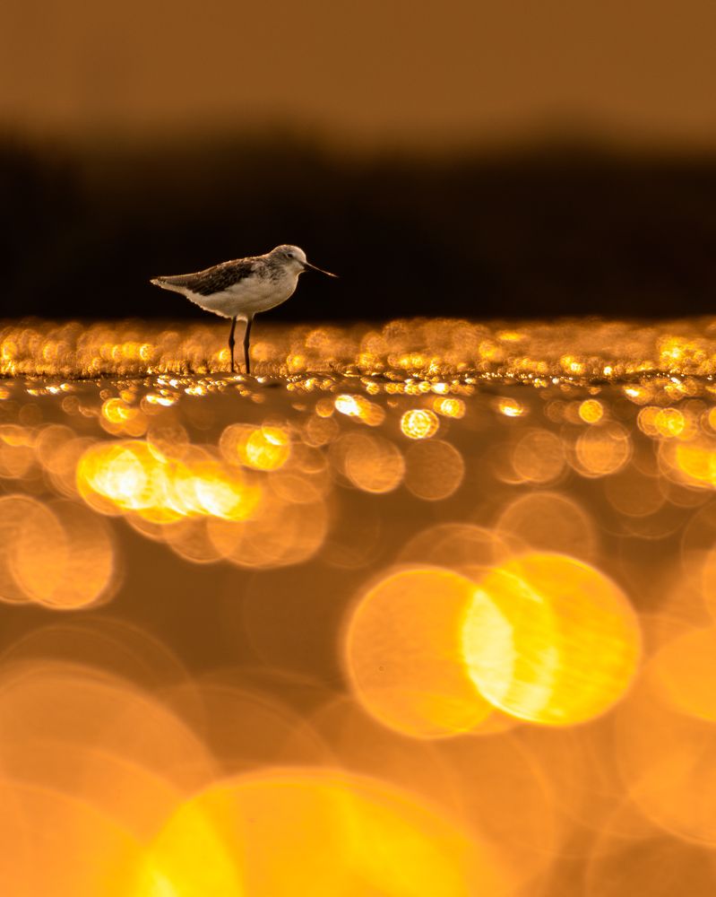 Photograph by Visveswar VK