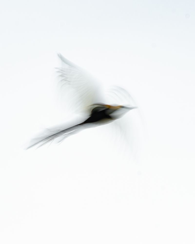 Pheasant Tailed Jacana