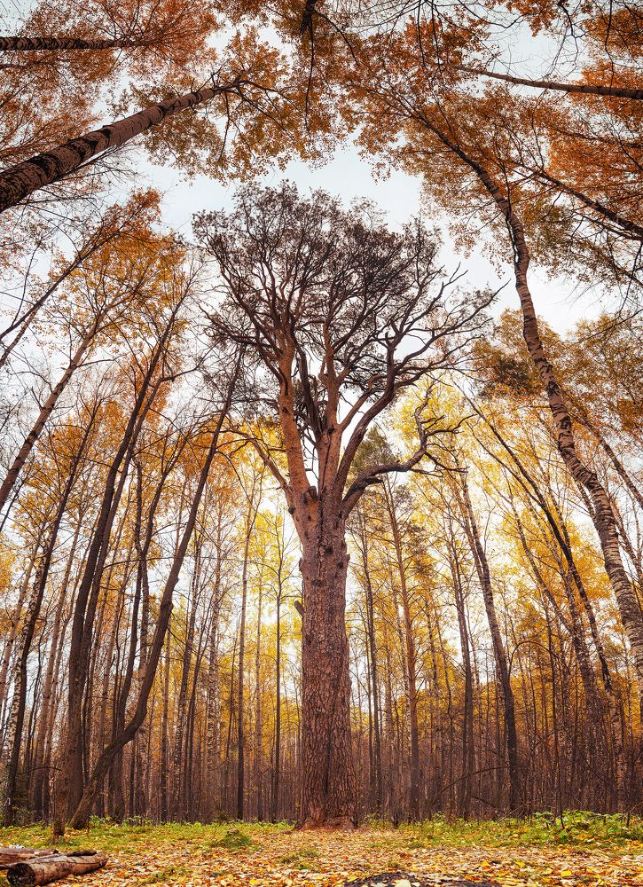 Photograph by Григорьев Денис