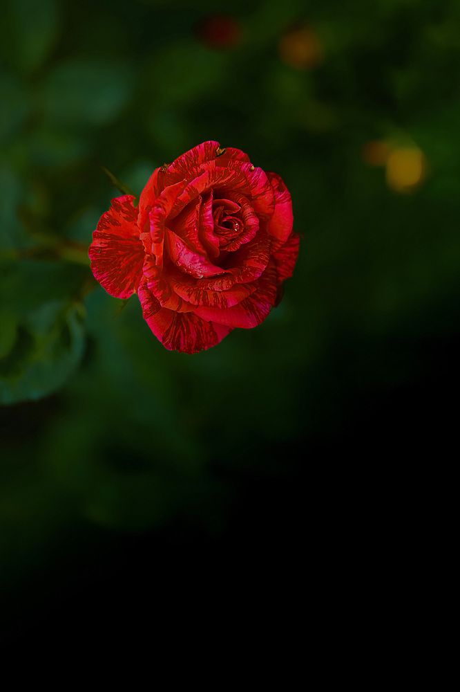 The symbol of love is red