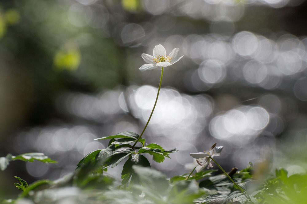 Сияние весны