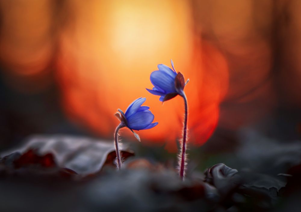 Photograph by Быканова Виктория