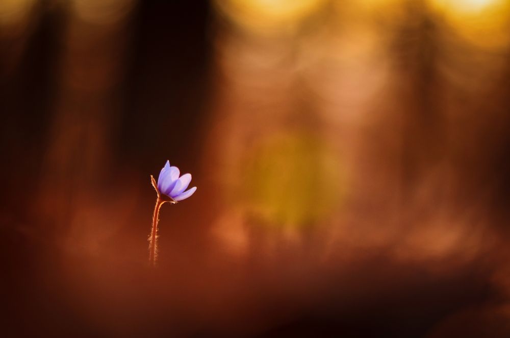 Photograph by Быканова Виктория