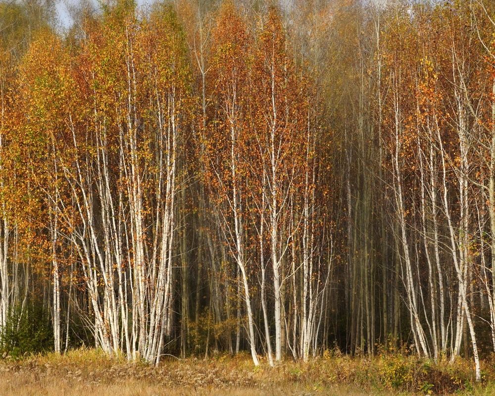 Фотография автора Татьяна Добровольская