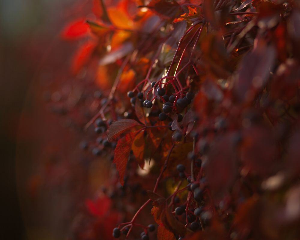 Photograph by Анна Юрьева