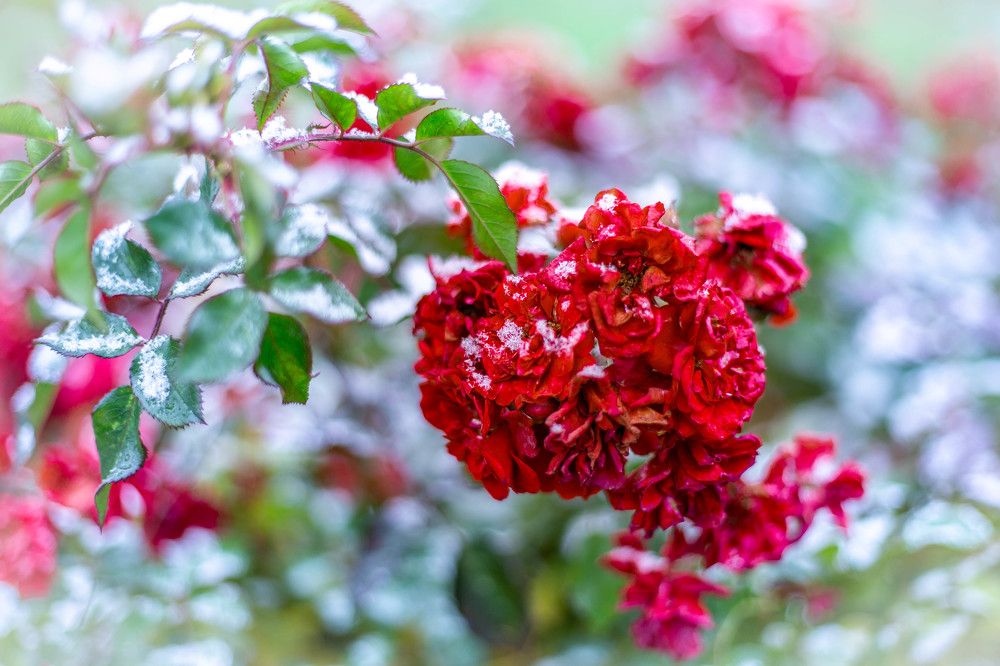 Photograph by Евгения Бочарова