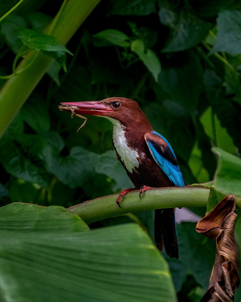 Photograph by Dipin Sreepadmam