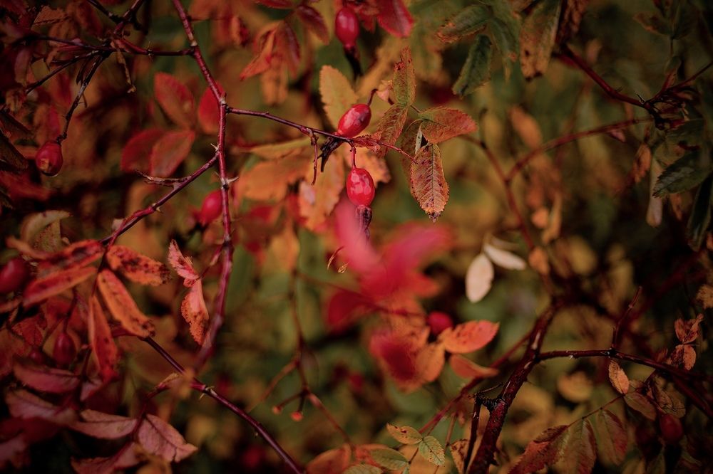 Photograph by Ольга Гаврилова