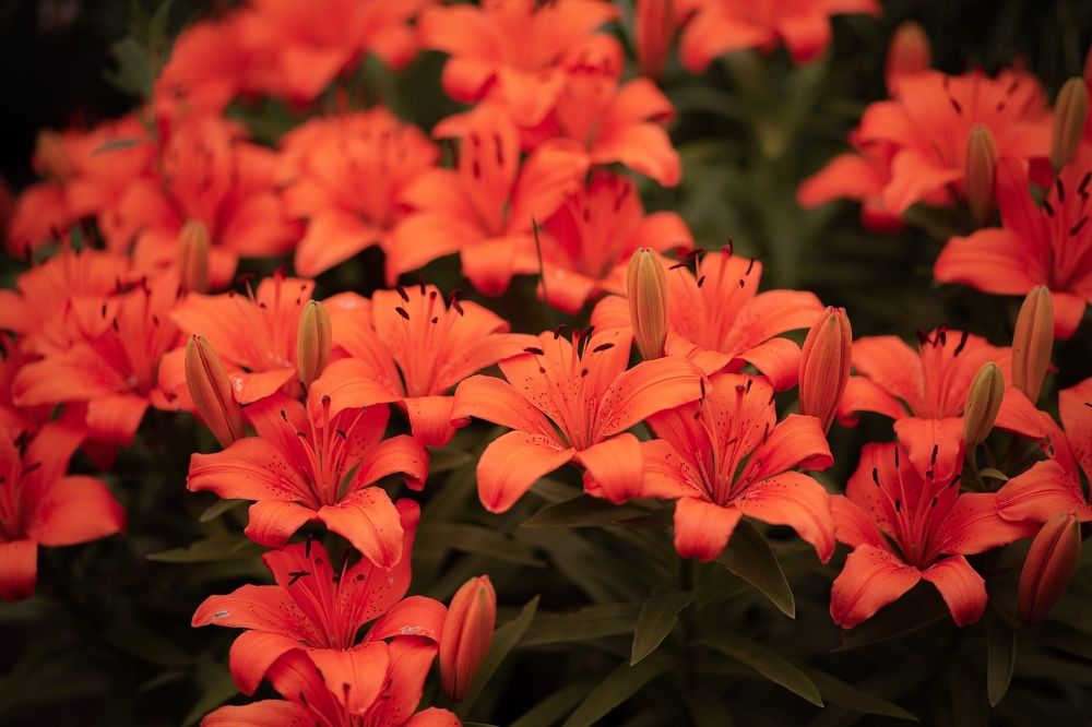 Photograph by Ольга Гаврилова