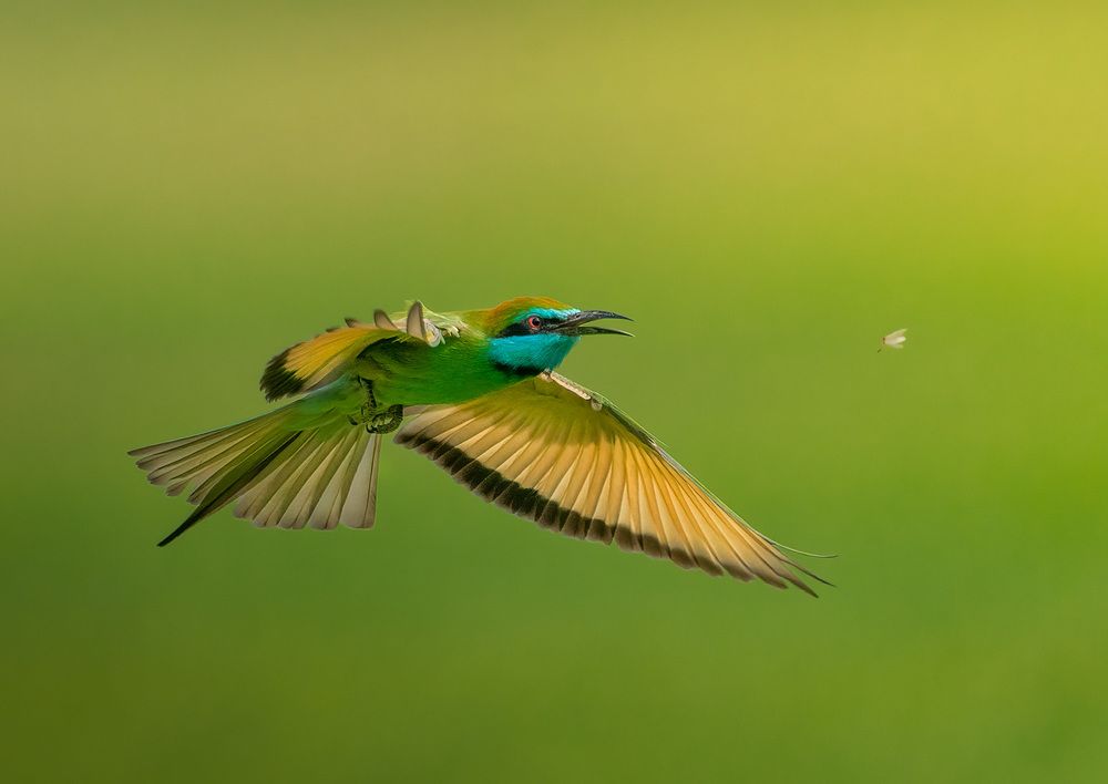 Photograph by Dipin Sreepadmam