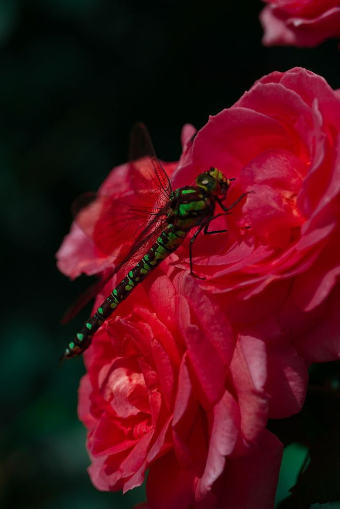 Photograph by Юлия Честнова