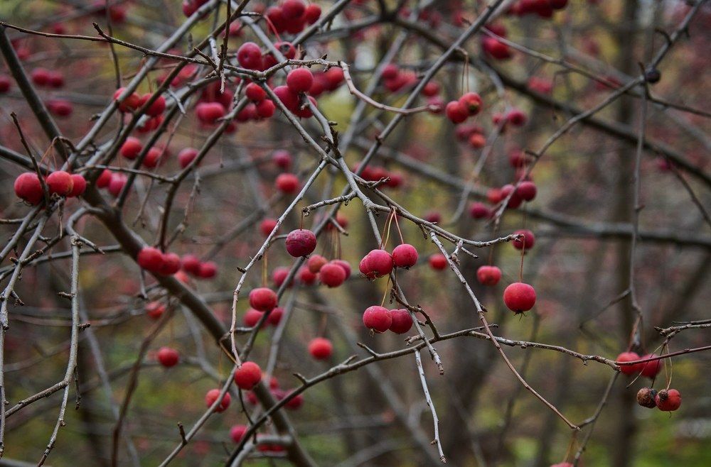 Photograph by Галина Патрушева