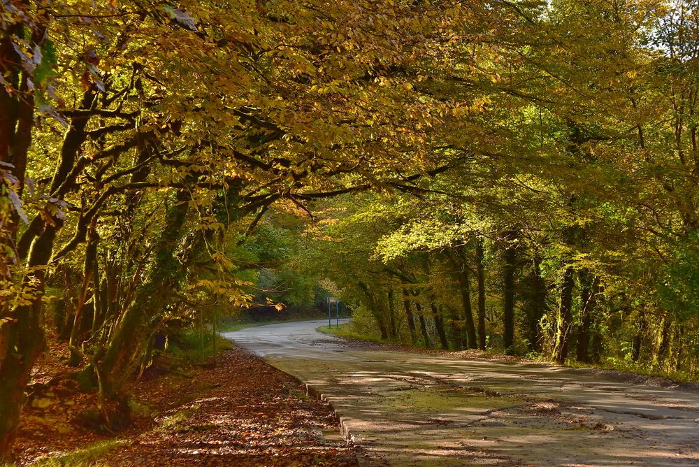 Фотография автора лилия беланова