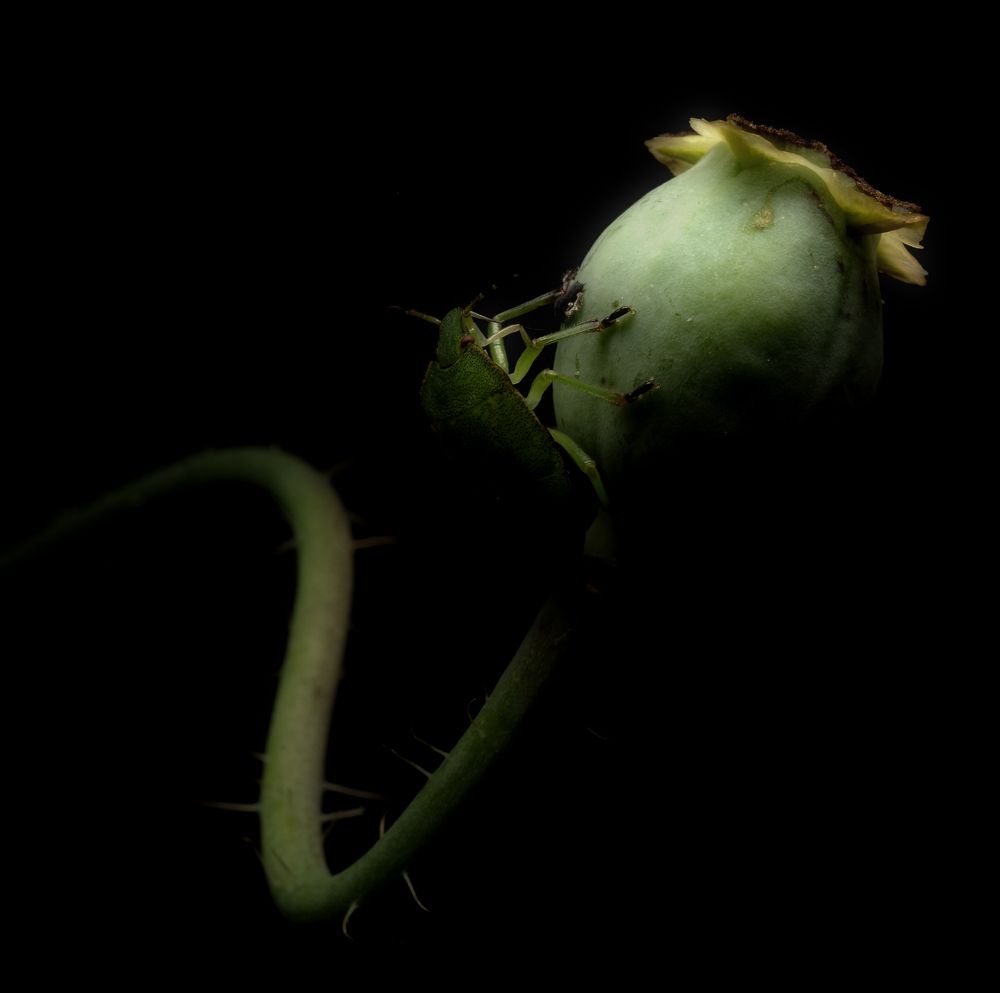 Photograph by Alexander Svetlov