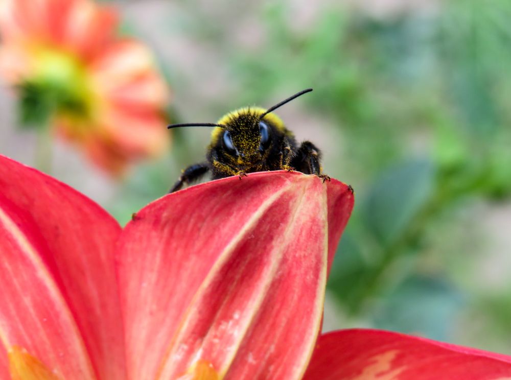 Bumblebee in pollen